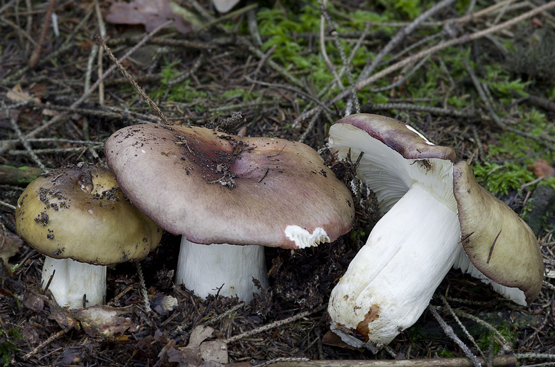 Russula viscida